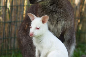 Народився кенгуренок альбіно Народився кенгуренок альбіно